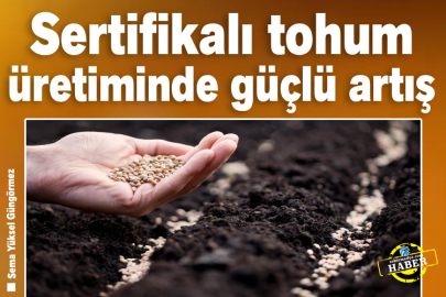Sertifikalı tohum üretiminde güçlü artış