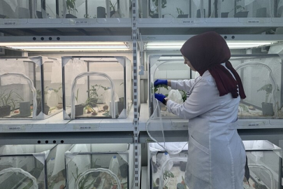 Kahverengi kokarcayla mücadele kapsamında 40 ilde doğaya 1 milyon 650 bin samuray arısı salınacak