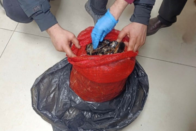 Bursa ve Balıkesir’de eş zamanlı operasyon: Tonlarca midye ele geçirildi