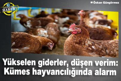 Yükselen giderler, düşen verim: Kümes hayvancılığında alarm
