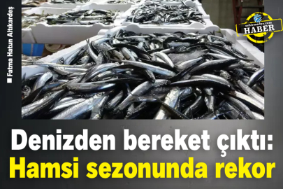 Denizden bereket çıktı: Hamsi sezonunda rekor