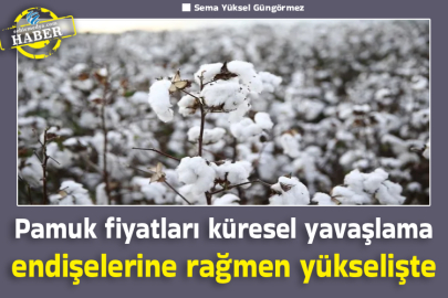 Pamuk fiyatları küresel yavaşlama endişelerine rağmen yükselişte