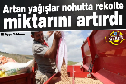 Artan yağışlar nohutta rekolte miktarını artırdı