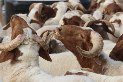 Vekalet yoluyla kurban kesim bedelleri açıklandı