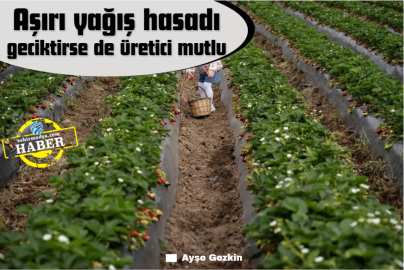 Aşırı yağış hasadı geciktirse de üretici mutlu