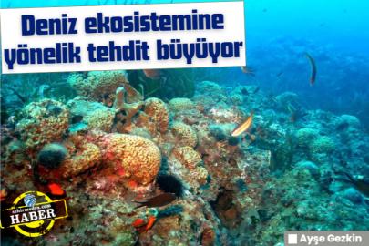 Deniz ekosistemine yönelik tehdit büyüyor