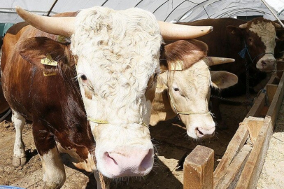 Kurban Bayramı öncesi hastalık ve kesimlere ilişkin tedbirler artırıldı
