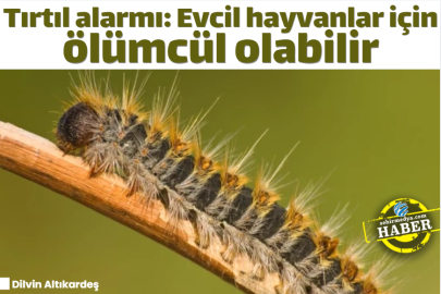 Tırtıl alarmı: Evcil hayvanlar için ölümcül olabilir