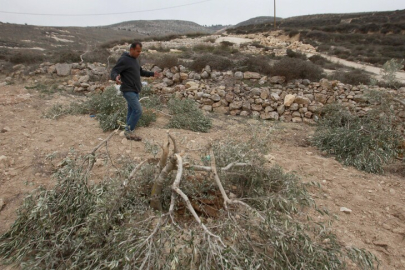 Filistin topraklarını gasbeden İsrailliler, Batı Şeria'da yaklaşık 400 zeytin ağacını kesti