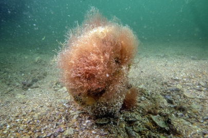 Tuzla sahillerinde keşfedilen deniz çayırı ile pinalara bilimsel takip