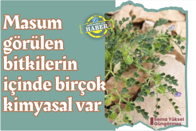 Masum görülen bitkilerin içinde birçok kimyasal var