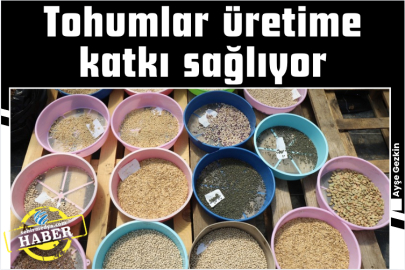 Tohumlar üretime katkı sağlıyor