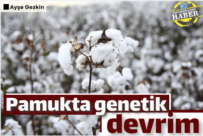 Pamukta genetik devrim