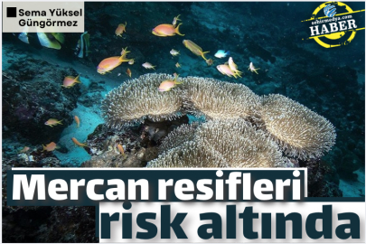 Mercan resifleri risk altında