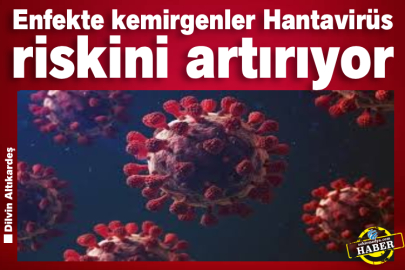 Enfekte kemirgenler Hantavirüs riskini artırıyor
