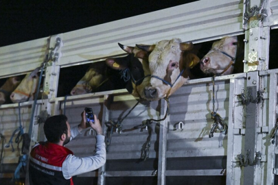 İstanbul'a kurbanlık hayvan girişleri başladı