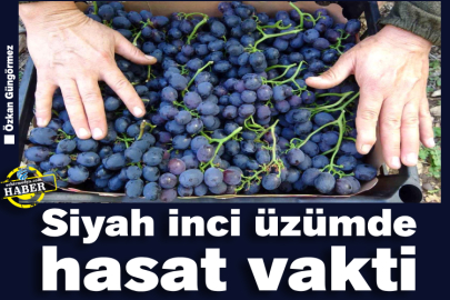 Siyah inci üzümde hasat vakti 