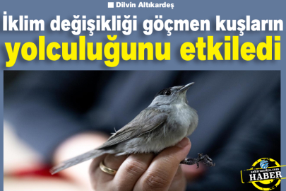 İklim değişikliği göçmen kuşların yolculuğunu etkiledi