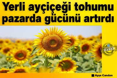 Yerli ayçiçeği tohumu pazarda gücünü artırdı