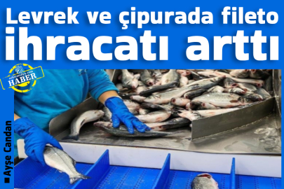 Levrek ve çipurada fileto ihracatı arttı 