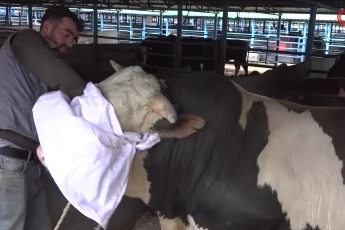 Bursa'daki kurbanlık pazarında hareketlilik