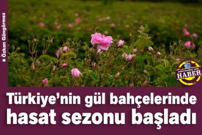 Türkiye’nin gül bahçelerinde hasat sezonu başladı