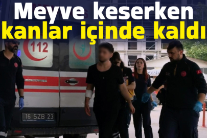Meyve keserken kanlar içinde kaldı