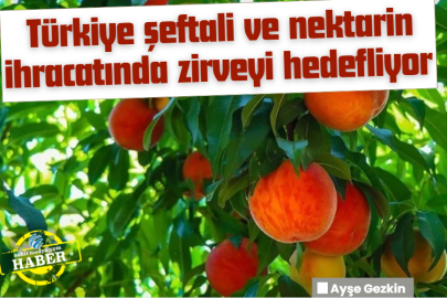 Türkiye şeftali ve nektarin ihracatında zirveyi hedefliyor 