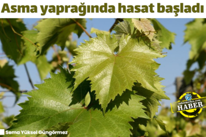Asma yaprağında hasat başladı 