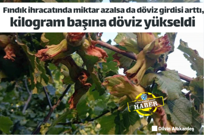 Fındık ihracatında miktar azalsa da döviz girdisi arttı, kilogram başına döviz yükseldi 