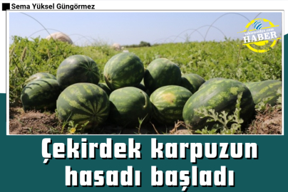 Çekirdek karpuzun hasadı başladı