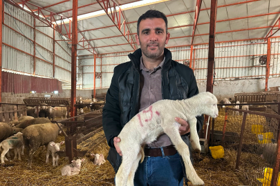 57 yıllık tecrübeden koyunculuğa başlayacaklara önemli öneriler