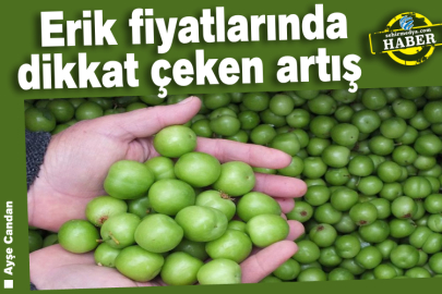  Erik fiyatlarında dikkat çeken artış