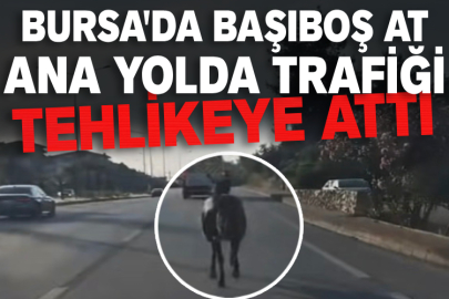 Bursa'da başıboş at ana yolda trafiği tehlikeye attı