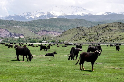 Erciyes'in meralarındaki manda sayısı devlet ve belediye destekleriyle arttı