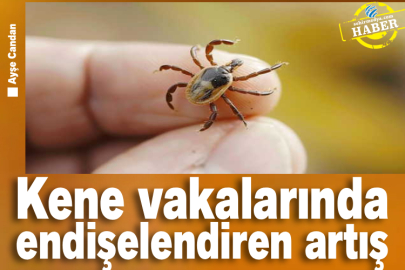 Kene vakalarında endişelendiren artış