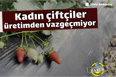 Sıcak altında çilek nöbeti: Kadın çiftçiler üretimden vazgeçmiyor