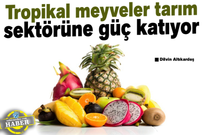 Tropikal meyveler tarım sektörüne güç katıyor