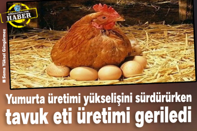 Yumurta üretimi yükselişini sürdürürken tavuk eti üretimi geriledi
