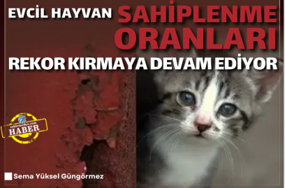 Evcil hayvan sahiplenme oranları rekor kırmaya devam ediyor