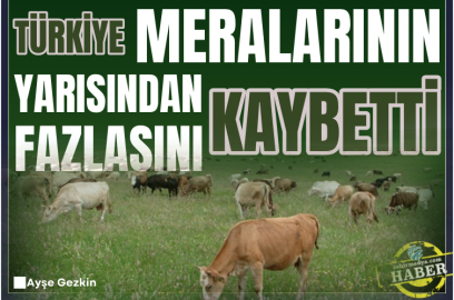 Türkiye meralarının yarısından fazlasını kaybetti