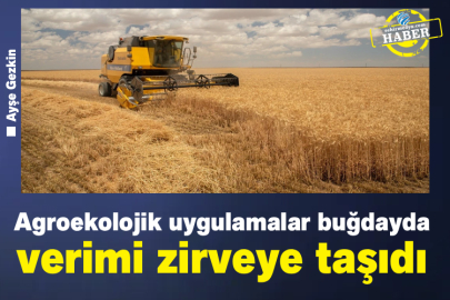 Agroekolojik uygulamalar buğdayda verimi zirveye taşıdı