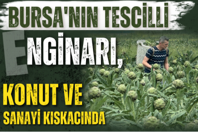 Bursa'nın tescilli enginarı, konut ve sanayi kıskacında
