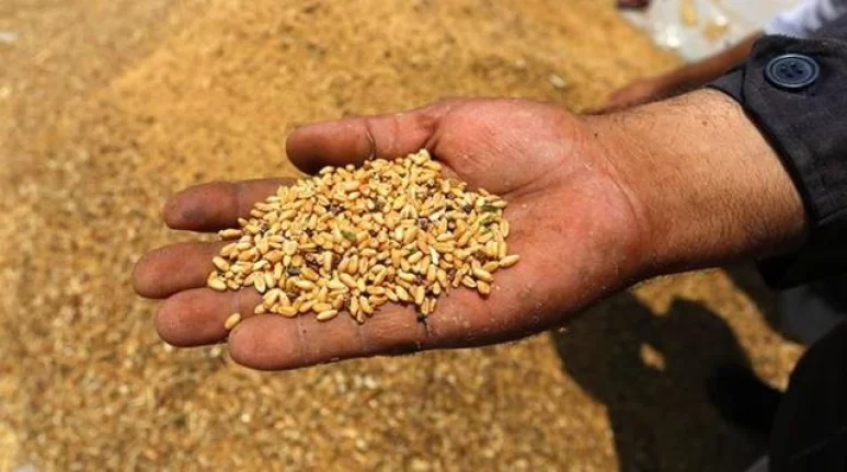 2.400 ton mahsul buğday satılacaktır