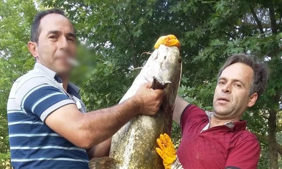 Bursa'da oltayla 50 kiloluk dev balık yakaladı