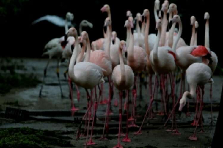 Bursa Hayvanat Bahçesi’ndeki flamingo ailesine 12 yeni üye katıldı.