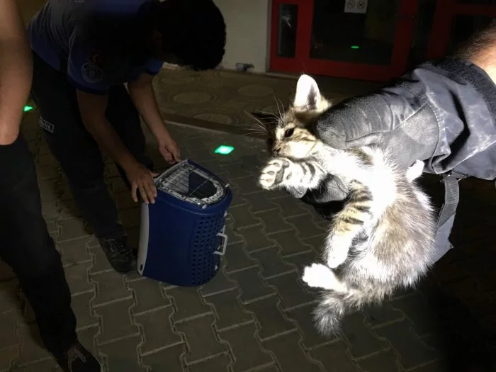 Yavru kediyi kurtarmak için itfaiyeden çifte operasyon