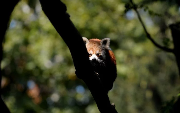 Kırmızı pandalar Bursa'lı hayvanseverleri bekliyor