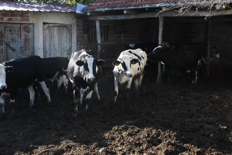 Bursa'da 11 inek öldürülüp toprağa gömüldü