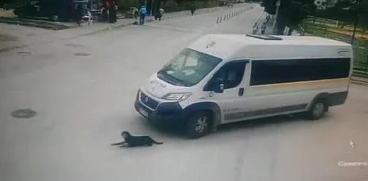 Bursa'da köpeği ezen cani şoföre ceza yağdı